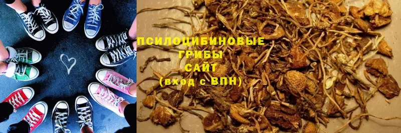 omg ТОР  купить наркоту  Новое Девяткино  Галлюциногенные грибы Psilocybine cubensis 